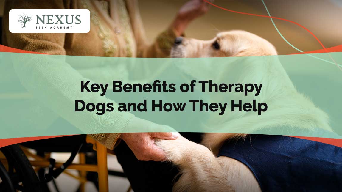 Therapy dog providing comfort to an elderly person in a wheelchair, illustrating the emotional and therapeutic benefits therapy dogs offer for well-being.