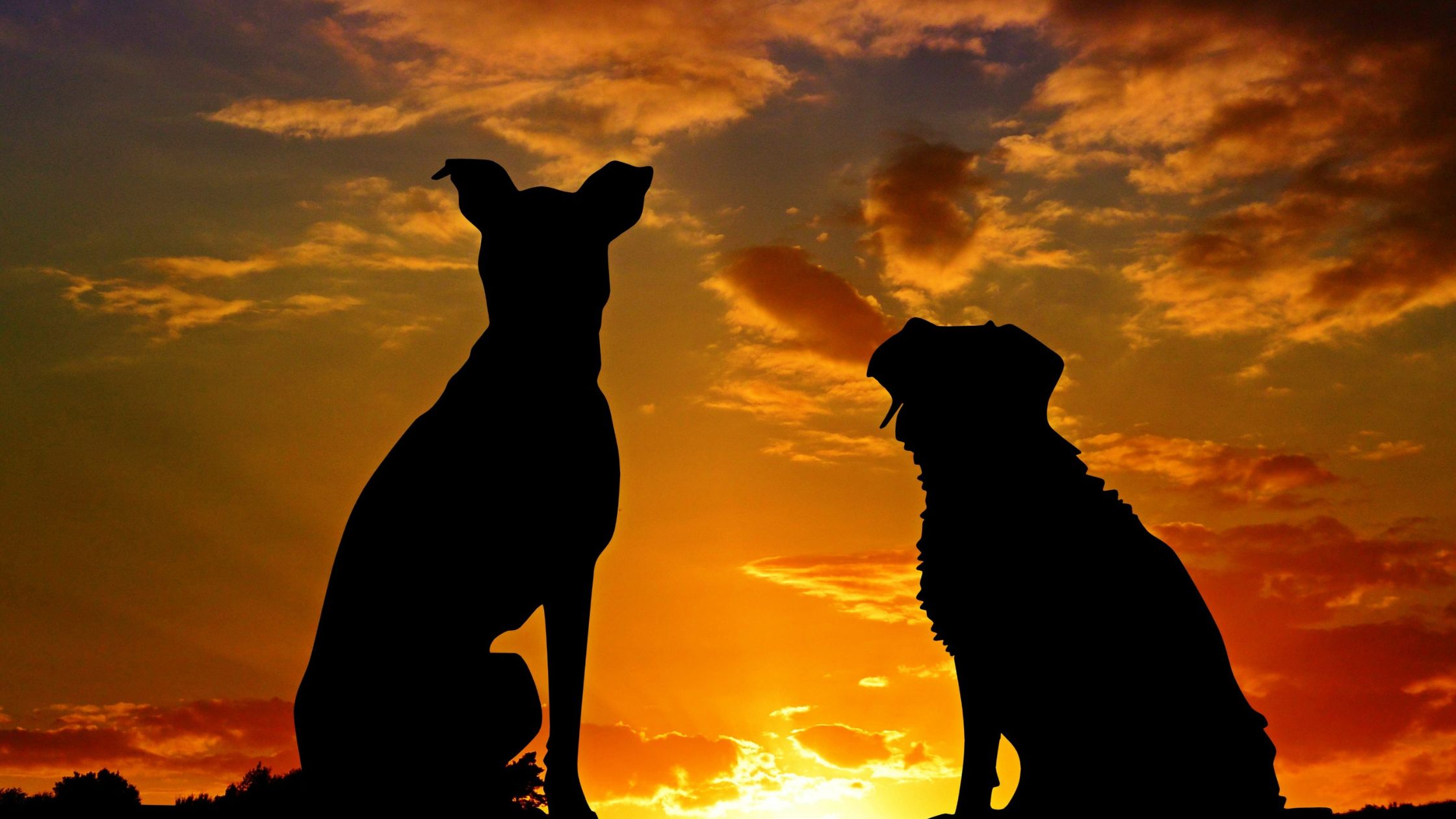 Silhouettes of two dogs sitting against a vibrant sunset sky, symbolizing the calming and therapeutic benefits of therapy dogs for emotional well-being.